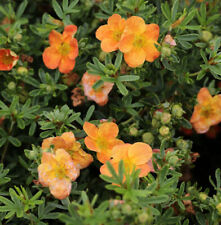 10x Fünffingerstrauch Mango Tango - Potentilla fruticosa