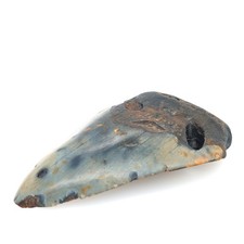 Massiver fossiler Haizahn