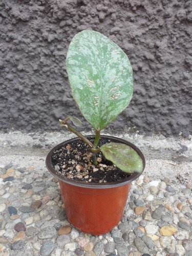 Hoya waymaniae cloudy sky - 'cloudy, sky'