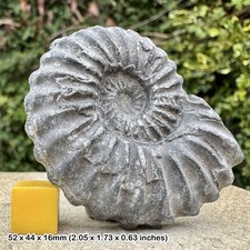 Seltener Prolyelliceras