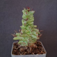 Euphorbia horrida f