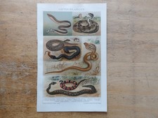 Orig.(1908) Chromolithographie