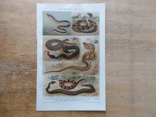 Orig chromolithographie - orig.(1908),