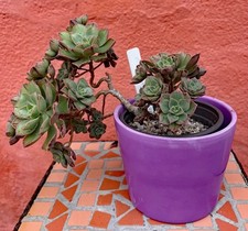 Aeonium mascaense