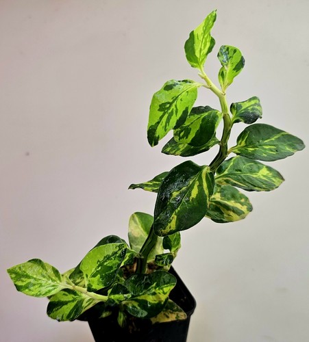 Euphorbia tithymaloides - euphorbia,