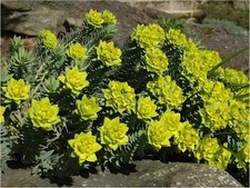1 x Euphorbia myrsinites