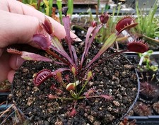 Dionaea muscipula "All Red Fused", fleischfressende Pflanzen, Venusfliegenfalle,