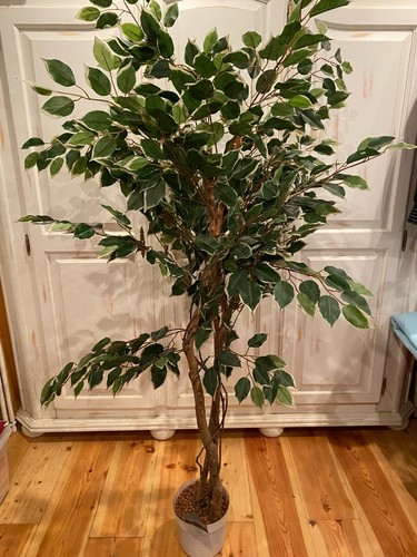 Ficus benjamin grün - ficus,