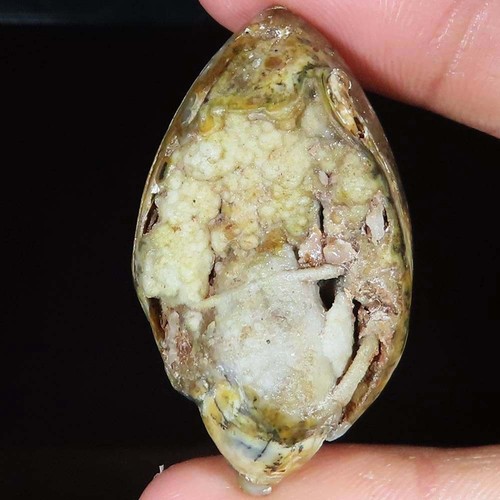 Natürlich fossil schnecke - natürlich,