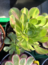 556.Pflanzen.Sukkulenten.Aeoni