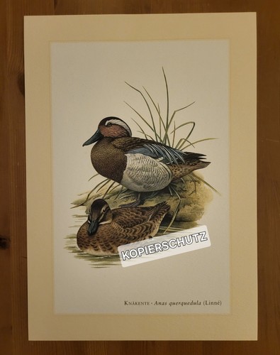 Knäkente ente vogel - ente,,