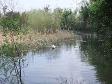Foto A3 Lower Mill Pond, Oare
