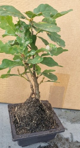 Eichen prebonsai eichenbaum - eichen-prebonsai,,
