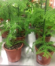 Zimmertanne "Araucaria heterophylla" NorfolkTanne, Anden Tanne