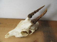 Schönes Rehgeweih Gehörn