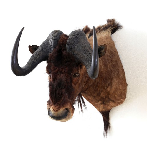 Weißschwanzgnu