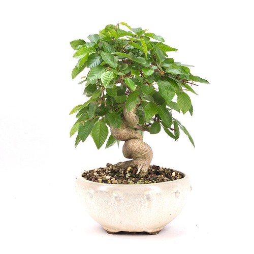 Bonsai koreanische hainbuche - koreanische,