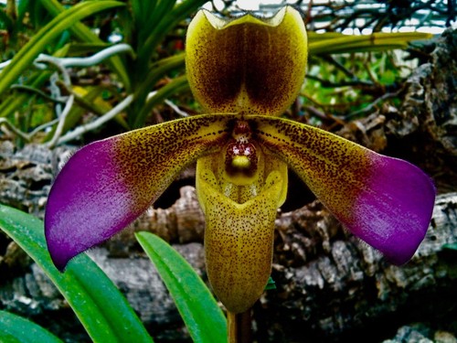 Paphiopedilum species - paphiopedilum,