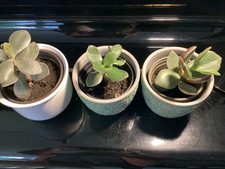 3x Geldbaum,2x Ca,11 Cm Und 1x Ca,8 Cm hoch ab Erde,ohne Töpfe,Zimmerpflanzen