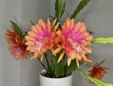 Epiphyllum Blattkakteen