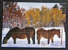 Pferdepostkarte, AK Pferde
