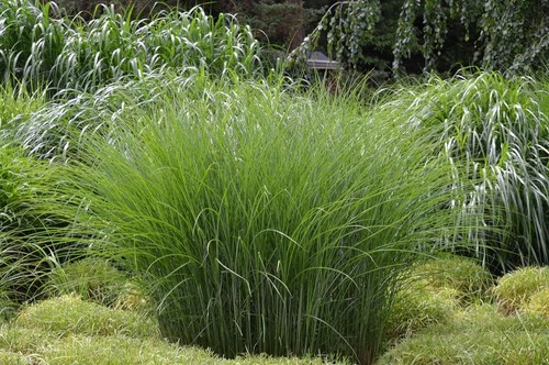 Miscanthus sinensis - 3, x