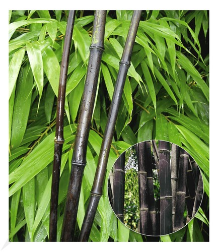 Schwarzer bambus black - schwarzer,