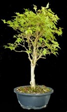 Bonsai -  Dreispitzahorn -