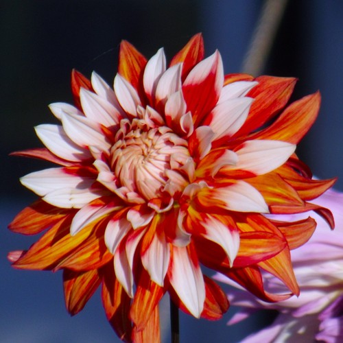 Dahlien - ,