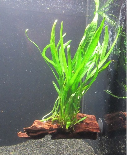 Wurzel saugnapf microsorium - m.,