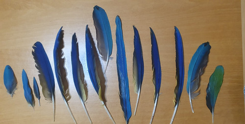 Federn feather echte - , ,feather,echte