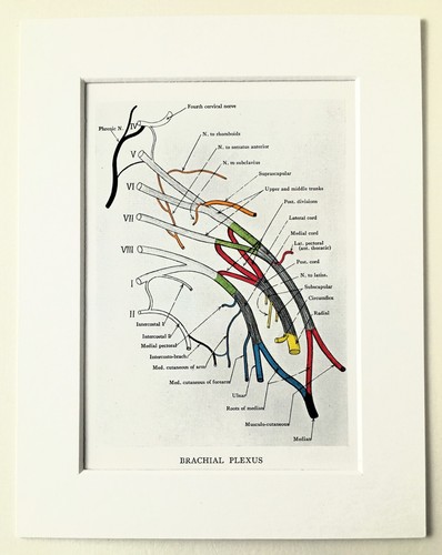 Anatomie plexusnerven - -,