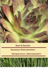 Sempervivum Hybride