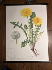 Löwenzahn Blume  Rollkarte