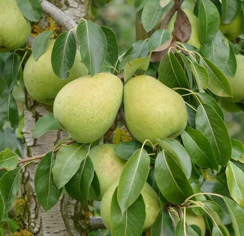 Birnenbaum alexander lucas - `alexander, lucas´
