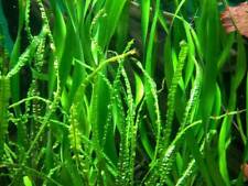 30 Wasserpflanzen & 3 Sorten Trockenfutter