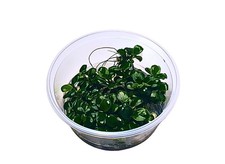 Aquarienpflanze anubias mini - aquarienpflanze,