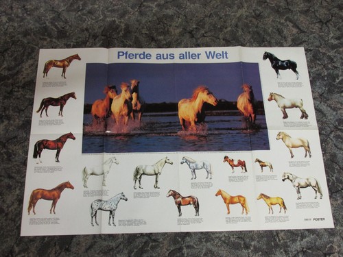 Pferde poster groß - poster,,