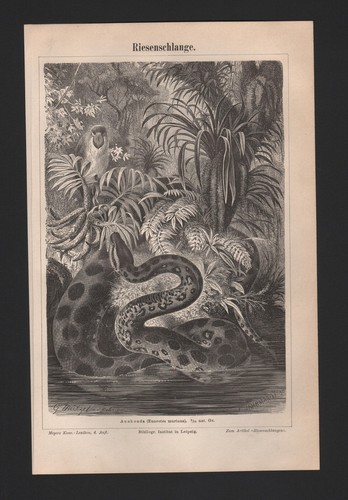 Lithografie 1890