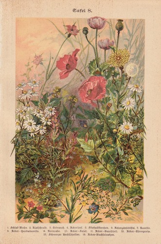 Wildblumen klatschmohn - wildblumen,