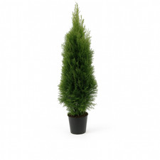 15st. Thuja Smaragd 120-140cm