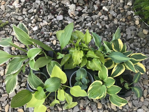 Hosta setzlinge 10 - hosta‘s,