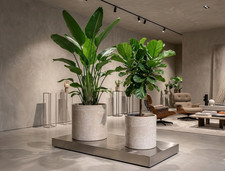 Pflanzkübel,sandfarben,hochwe