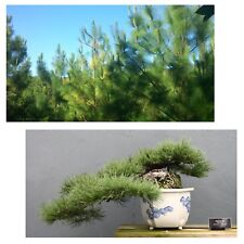 SAMEN Bonsai SCHMALBLATT KIEFER Pflanze Terrasse Zierbaum winterhart Balkon Exot