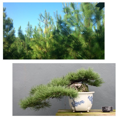 Samen bonsai schmalblatt - samen,