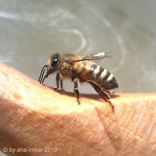 3,6 kg Bienenfutter 🐝