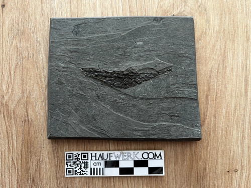 Fossiler trompetenfisch aus - trompetenfisch,