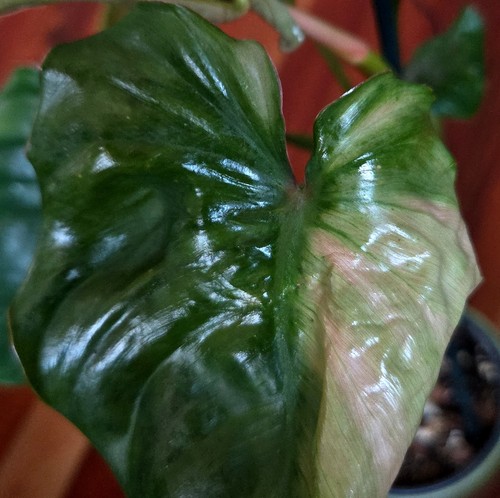 Rare philodendron sodiroi aff - rare,