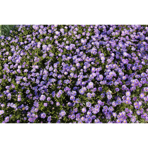 Aster dumosus blaue - x, lagune'