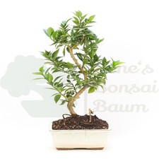 BONSAI Bitterorange 'Citrus